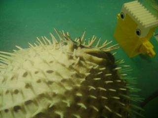 Puffer fish and dad
